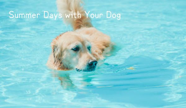 愛犬と楽しむ初夏限定アウトドア体験バナー
