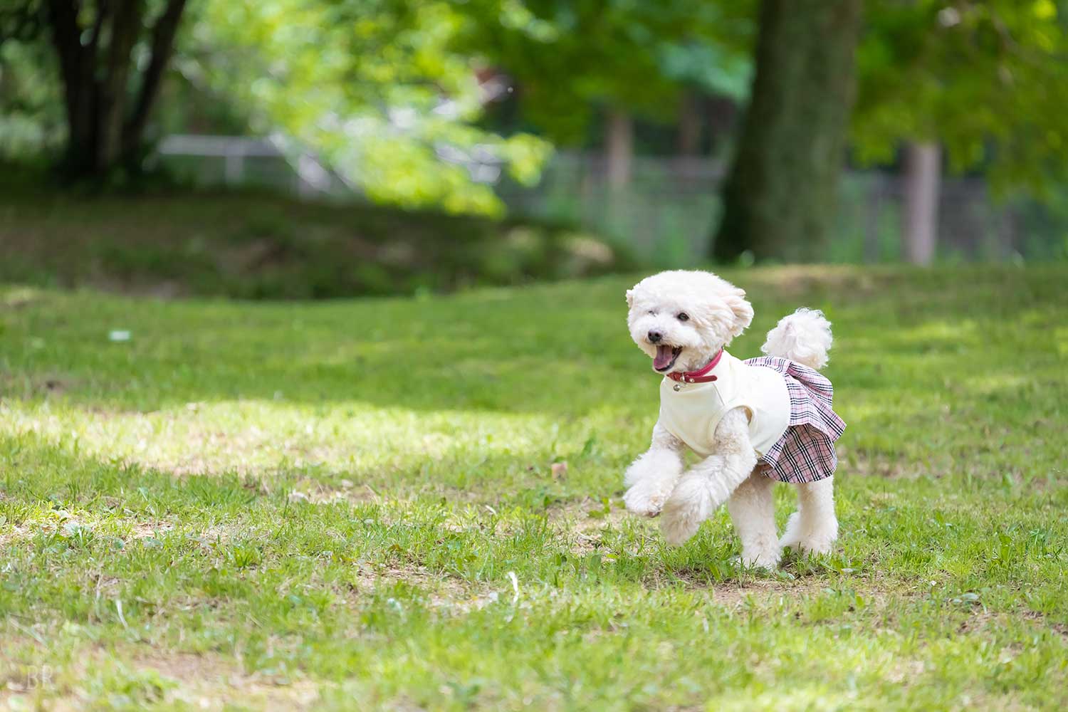 はしゃぐ犬