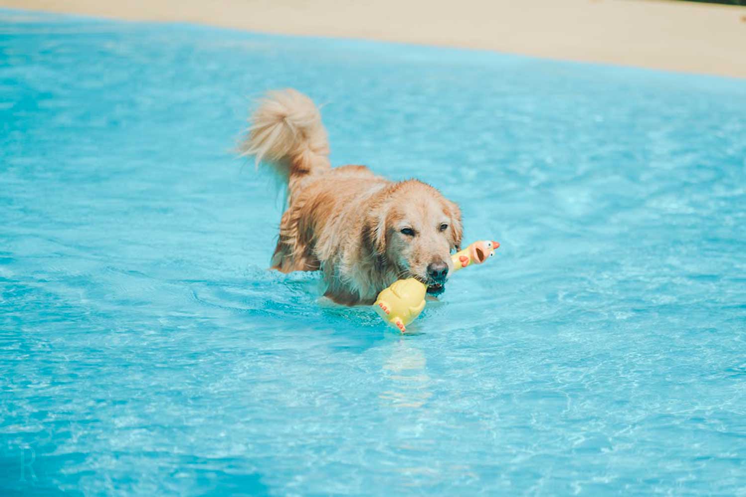泳ぐ犬