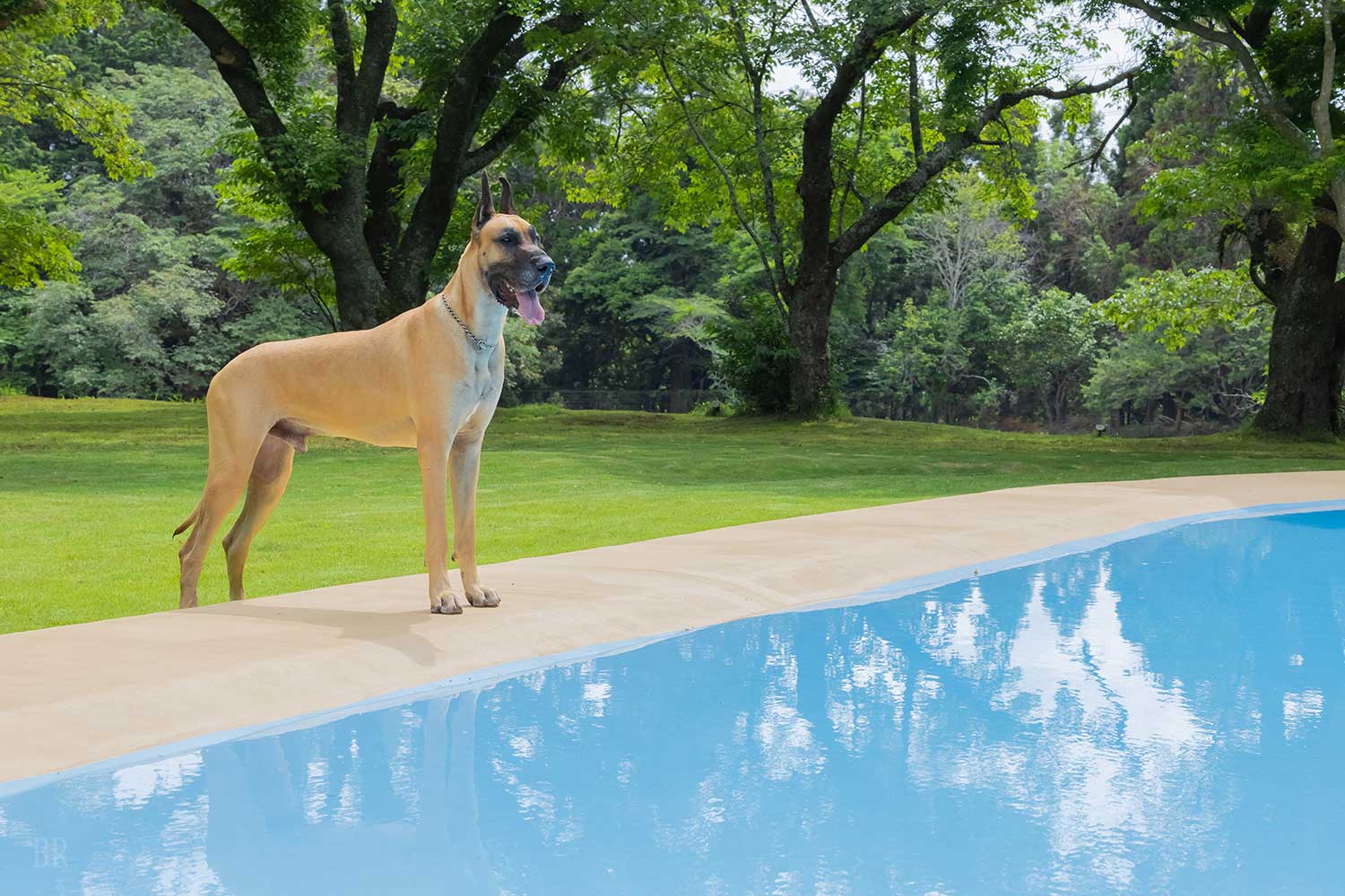 プールを眺める犬