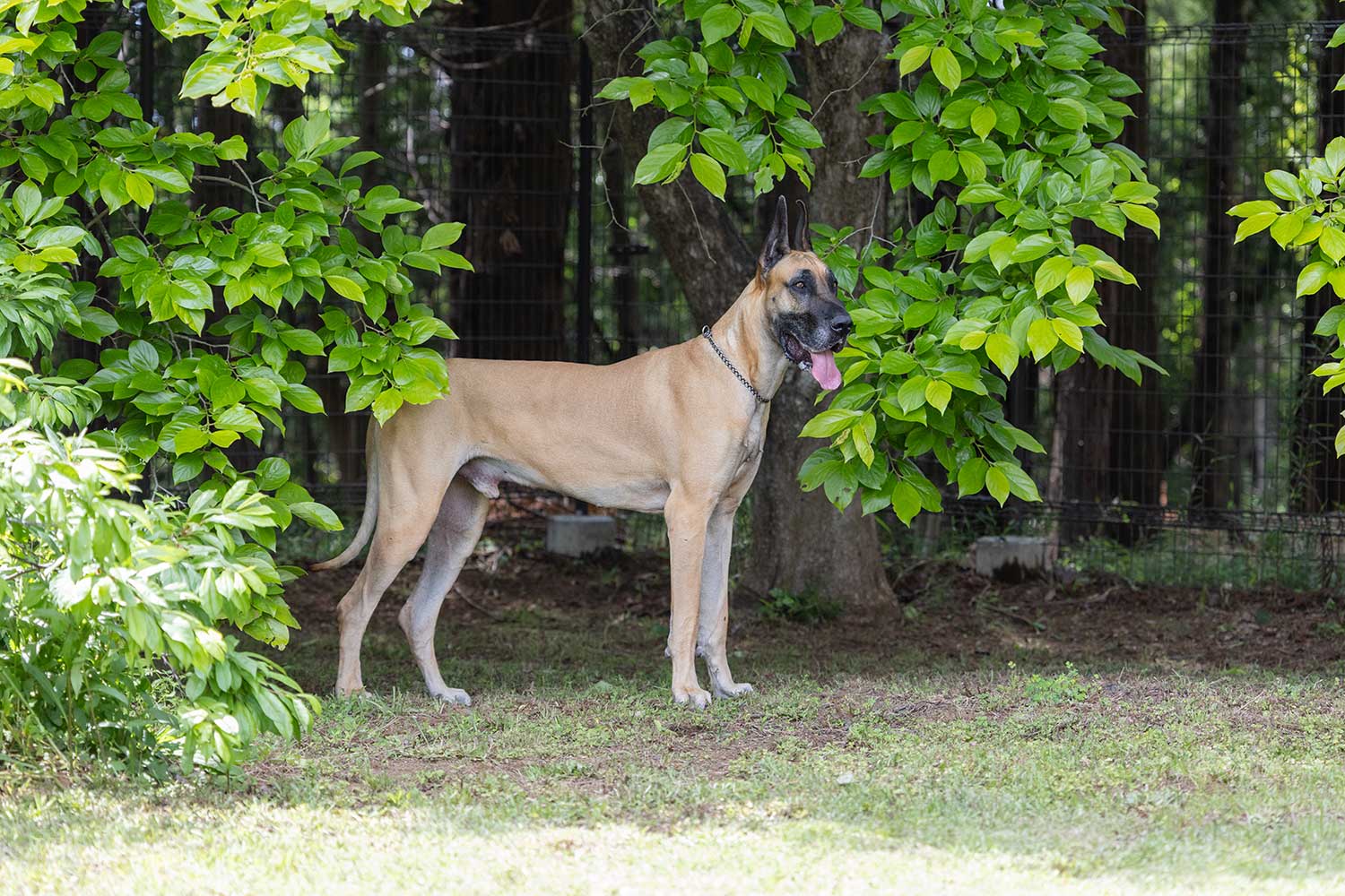 犬