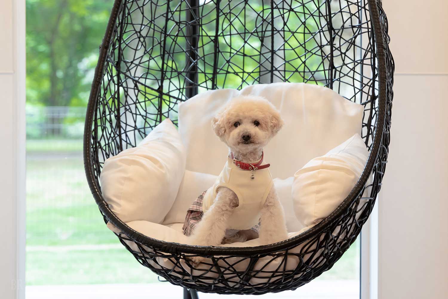 部屋でくつろぐ犬