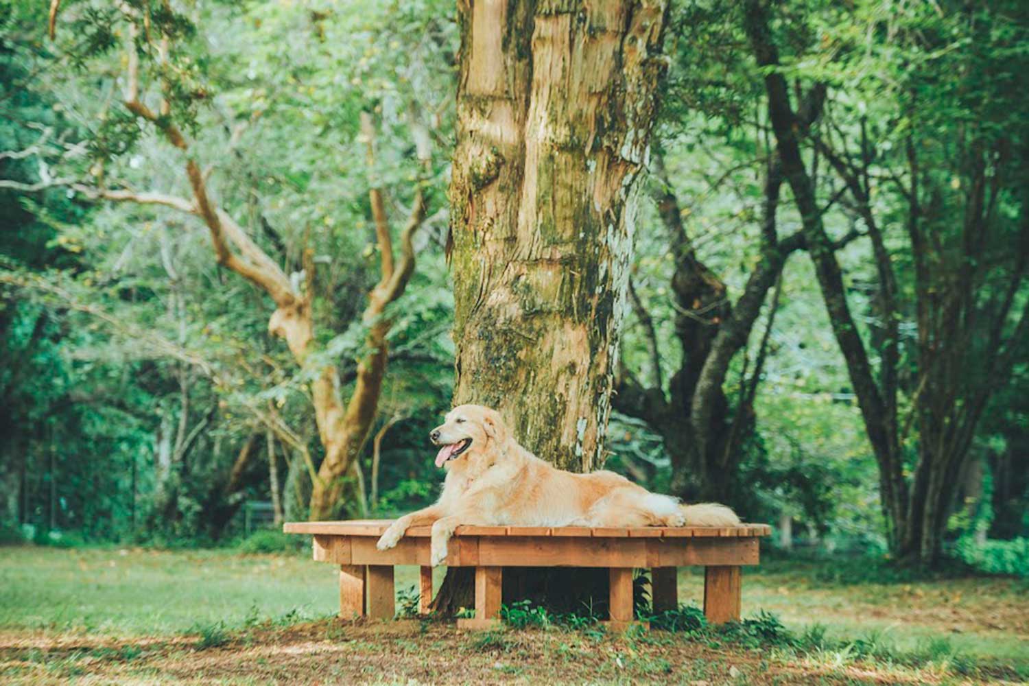 くつろぐ犬