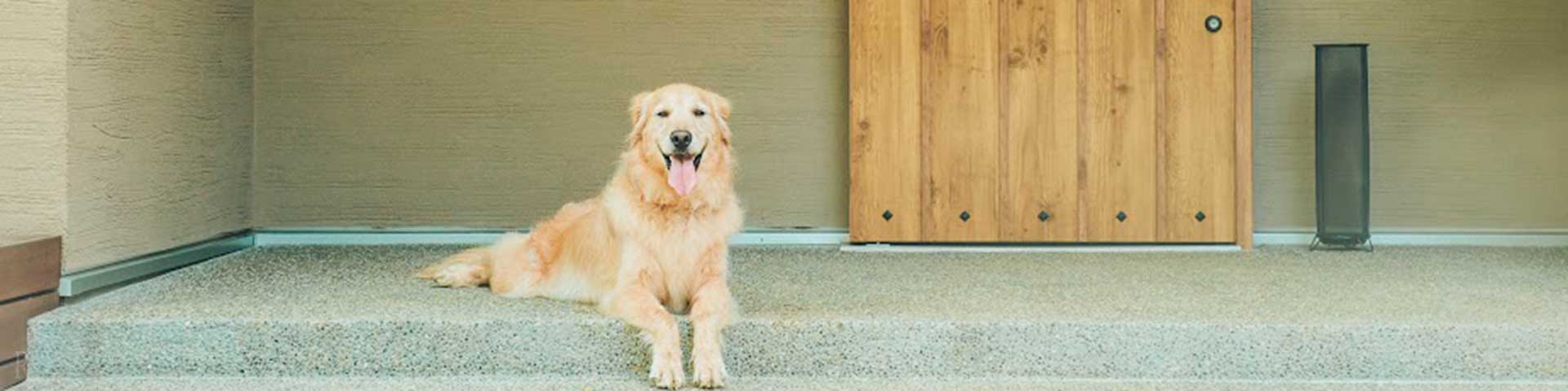 愛犬と過ごす