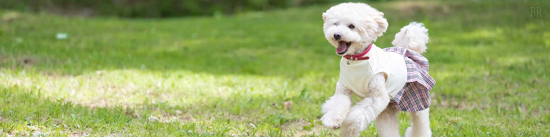走る犬
