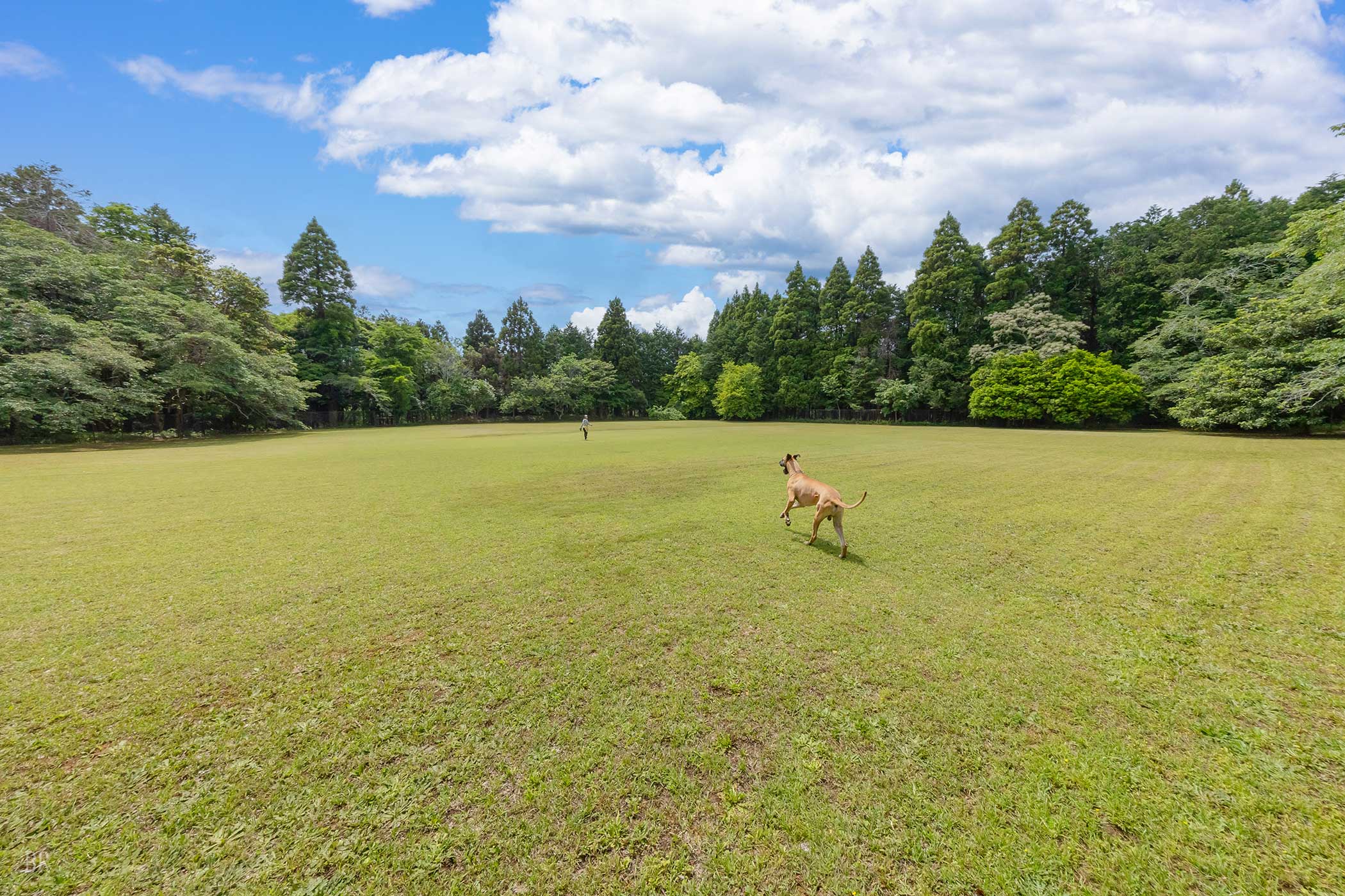 走る犬