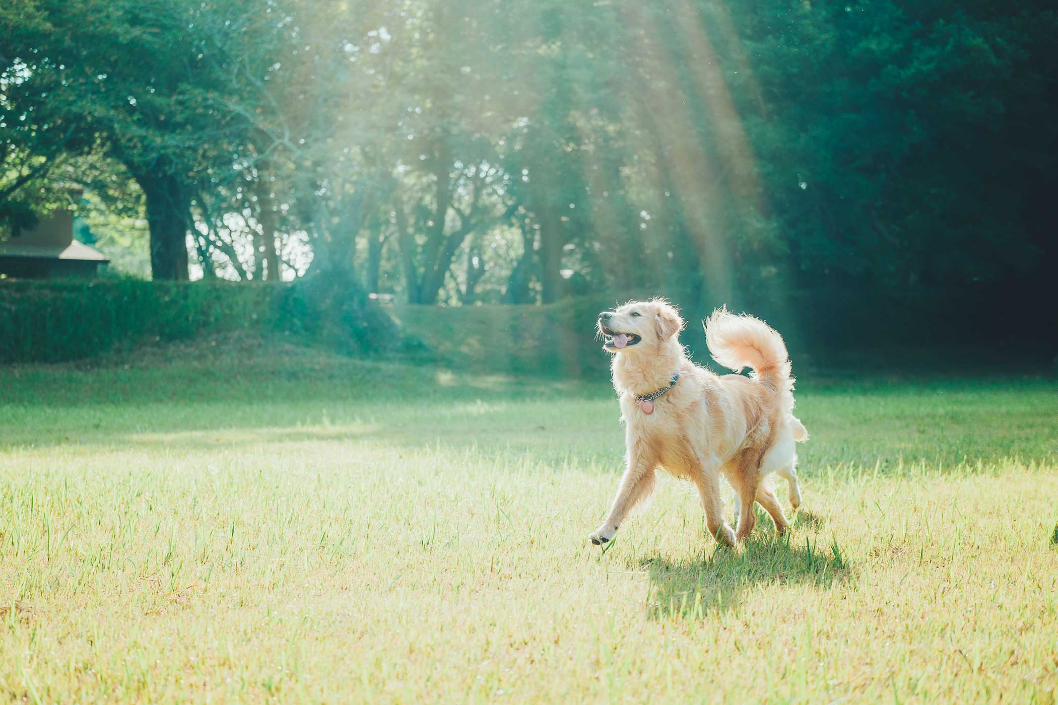 走る犬