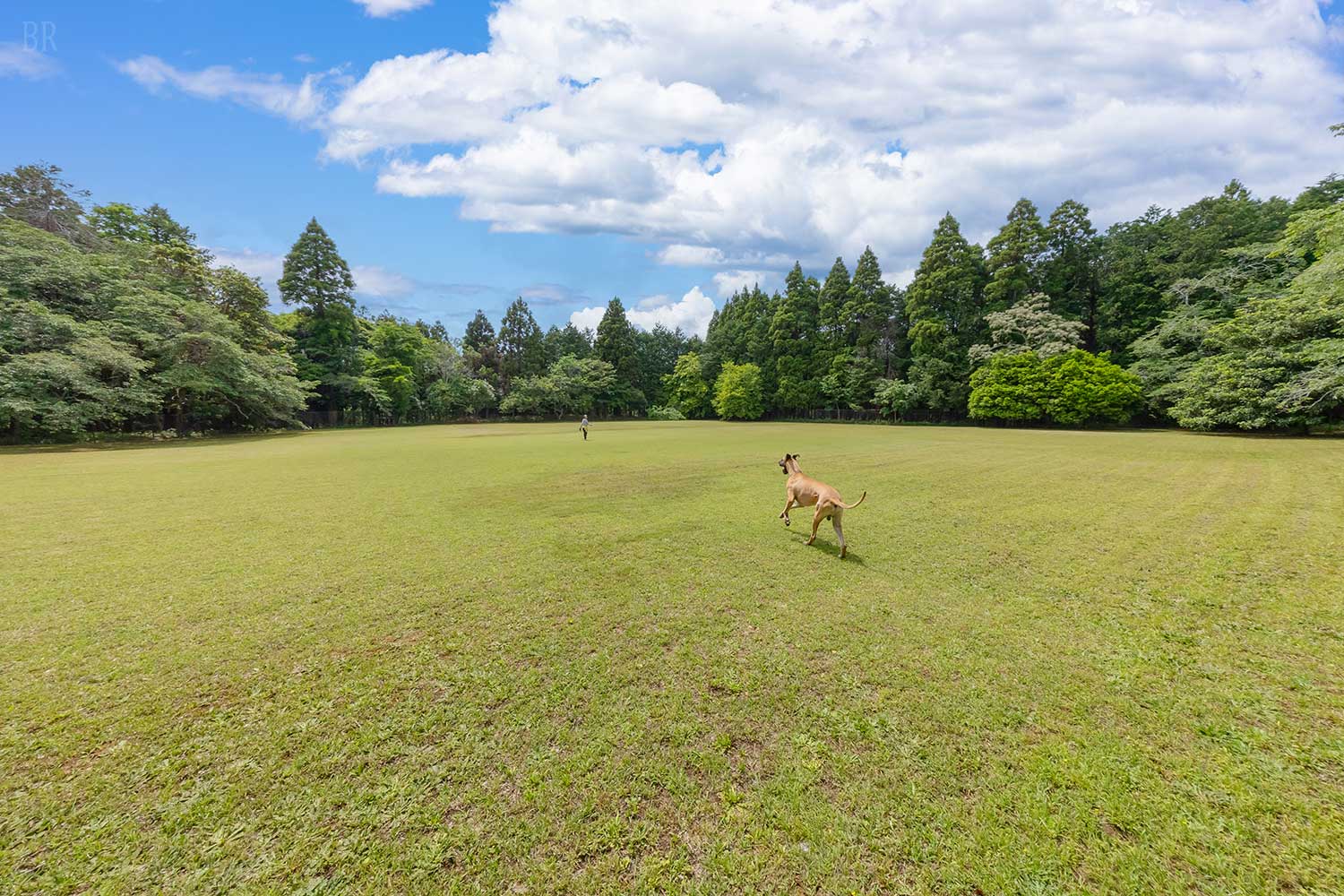 走る犬