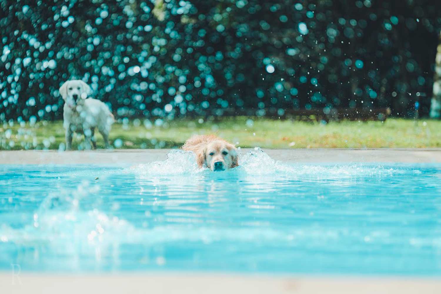 泳ぐ犬